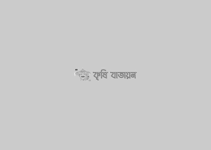 বারি গম-২৬ , Shahahbuddin